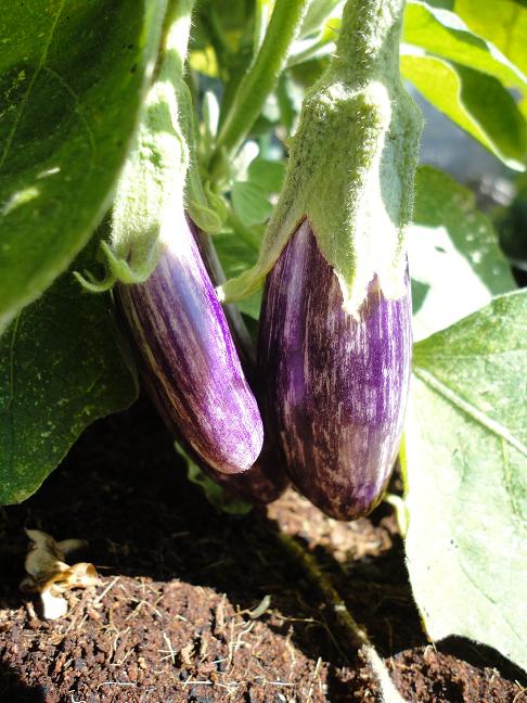Eggplant